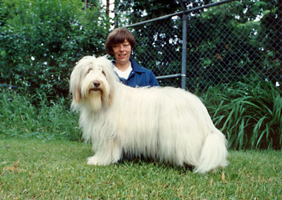 At 19 months old. Meggie is in a pale creamy shade. She is in the back garden with her mommy practicing dog show poses